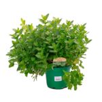 Mięta wys. 40 cm don. 15 cm