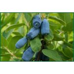 Jagoda kamczacka wys. 40-50 cm don. 2 l