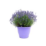 Lawenda XXL don.26 cm