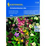 Mieszanka kwiatów cieniolubnych Schattenblumen Mix