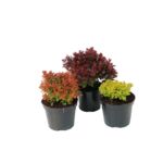 Berberys karłowy w odmianach wysokość 20-30 cm doniczka 1,5 l
