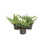 Jałowiec chin. Expansa Variegata wys. 10-20 cm don. 3 l