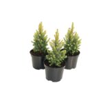 Świerk biały 'Maingold' wys. 15-20 cm don. 2 l