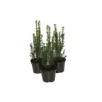 Cis media Hicksii wys. 20-30 cm don. 2 l