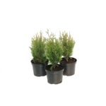 Żywotnik plicata Kórnik wys. 30-40 cm don. 2 l