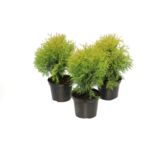 Żywotnik occidentalis Golden Globe wys. 20-30 cm don. 3 l