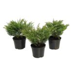 Jałowiec Andorra Variegata don. 3 l