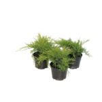 Jałowiec Old Gold wys. 10-20 cm don. 2 l