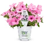 Petunia Supertunia VISTA® wys. 25 cm don. 12 cm