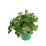 Melisa wys. 40 cm don. 15 cm