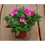 Surfinia mix wys. 25 cm don. 12 cm