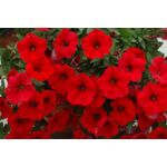 Petunia Surfinia® czerwona wys. 25 cm don. 12 cm