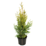 Żywotnik zachodni 'Brabant' C3 wys. 60 - 80 cm
