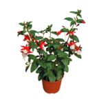 Fuksja wys. 25 cm don. 10.5 cm