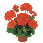 Pelargonia rabatowa wys. 25 cm don. 10,5 cm