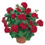 Pelargonia bluszczolistna wys. 25 cm don. 10,5 cm