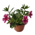 Petunia wys. 25 cm don. 10.5 cm