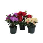 Różanecznik wys. 30-40 cm don. 3 l