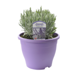 Lawenda XL  wys. 45 cm don. 5 l