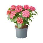 Hortensja ogrodowa, wys.45 cm, don.5 l