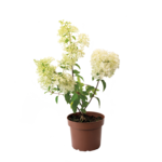 Hortensja bukietowa C2 wys. 40 - 60 cm