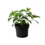 Hortensja ogrodowa, wys.40-60 cm, don.2 l