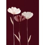 Obraz Glasspik 50 x 70 GL303 MAROON GLAM