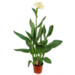 Canna wys. 40 cm don. 15 cm