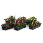 Mix roślin rabatowych w 10-paku