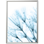 Fotografia "Dandelions blue 2" 30 x 40 cm