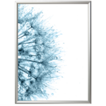 Fotografia "Dandelions blue 1" 30 x 40 cm