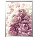 Fotografia "Peony" 30 x 40 cm