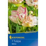 Cebule tulipanów Profi-Line Mehrblütige Tulpe Belicia