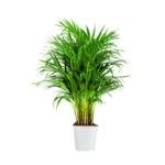 Areka Dypsis lutescens