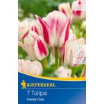 Cebule tulipanów Mehrblütige Tulpe Candy Club