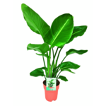 Strelitzia Nicolai