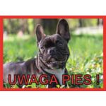 Tabliczka "Uwaga pies" BULDOG FRANCUSKI Rokus