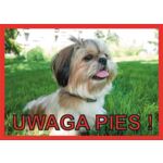 Tabliczka "Uwaga pies" SHIH TZU Rokus