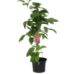 Malina czerwona wys. 60-70 cm don. 2 l