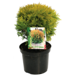 Żywotnik zachodni 'Mirjam' C2 wys. 15 - 20 cm