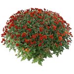 Chryzantema drobnokwiatowa misa 21 cm wys. 40 cm