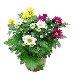 Chryzantema średniokwiatowa Time misa:17cm 3 kolory w jednej misie