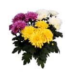 Chryzantema średniokwiatowa 3 kolory 21cm
