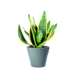 Sanseveria mix 40 x 14 cm