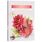 Podgrzewacz zapachowy kwiat kaktusa 6 sztuk Bispol