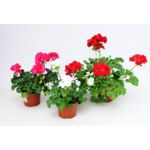 Pelargonia zonale don. 13 cm