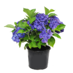 Hortensja macrophylla wys. 30 cm don. 19 cm
