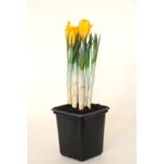 Krokus don. 7 cm