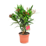 Oleander pospolity doniczka 18 cm mix