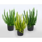 Wrzos Skyline doniczka 10 cm